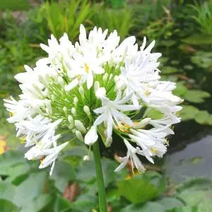 Agapanthus Snowball 17 cm pot