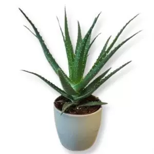 Aloe Arborescens 12 cm