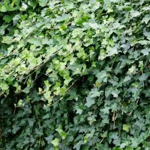 Ivy Hedera helix/Lierre sauvage