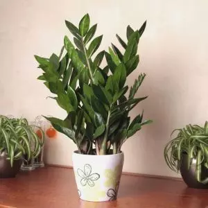 Zamioculcas zamiifolia