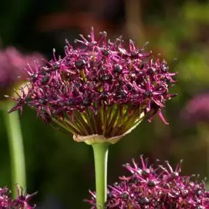 Allium atropurpureum x 10