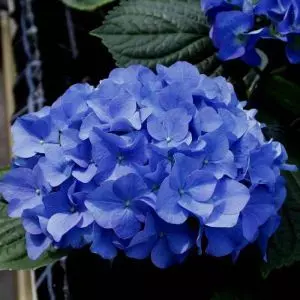 Hortensia Macrophylla Adria Hydrangea