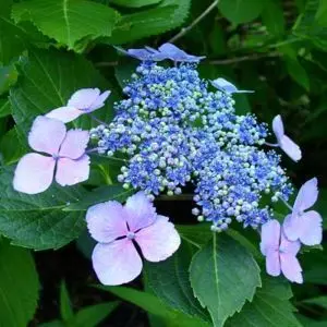 Hydrangea macrophylla Mariesi Perfecta P9