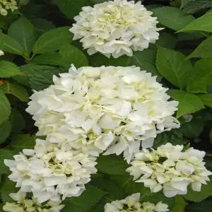 Hydrangea macrophyla Soeur Therese P9