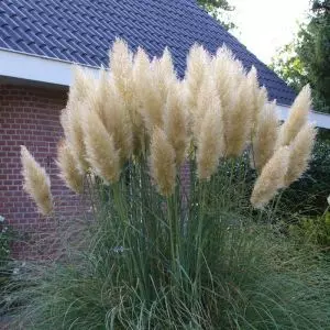 Cortaderia selloana of Pampasgras