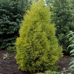 Cypressus Goldcrest/ Cyprès 9cm