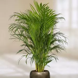 Areca palm