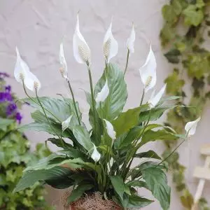 Spathiphyllum Chopin /Fleur de Lune 12