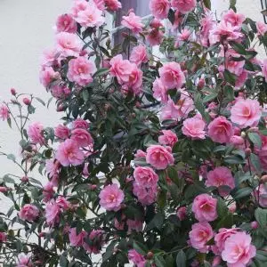 Camellia Pink visions