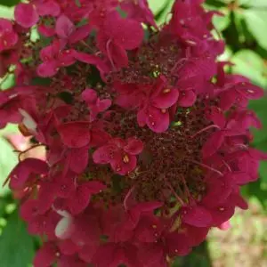 Hydrangea paniculata Wims Red