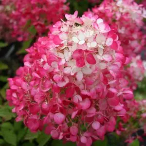 Hydrangea Pann. Diamant Rouge