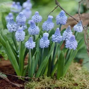 Muscari Azureum x 10