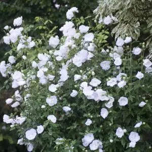 Hibiscus double White