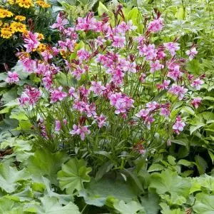 Gaura Lindheimeri Siskiyou Pink