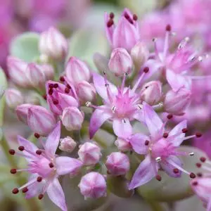 Sedum cauticola Lidakense