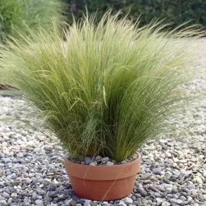 Stipa tenuissima Ponytails