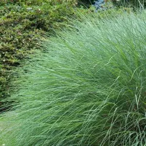 Miscanthus sinensis Gracillimus