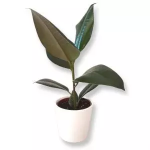 Ficus elastica Robusta 12 cm