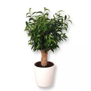 Ficus Natasja Jute