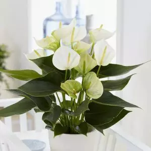 Anthurium White Champion 12 cm