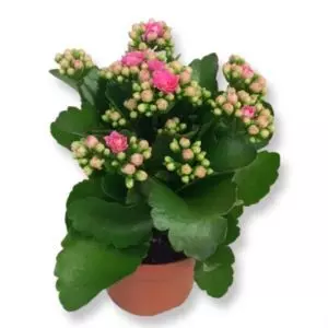 Kalanchoe blossfeldiana rose