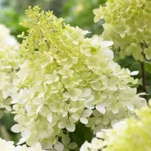 Hydrangea paniculata Bobo 14 cm pot