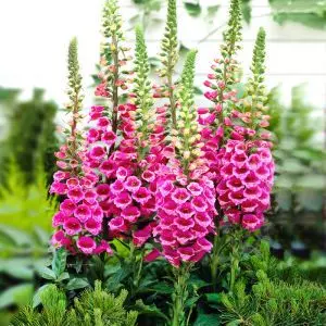 Digitalis purpurea Pink