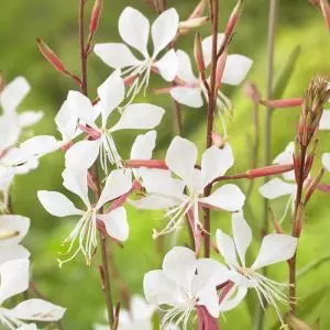 Gaura lindheimeri White 17 cm pot