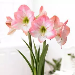 Amaryllis Apple Blossom 24/26