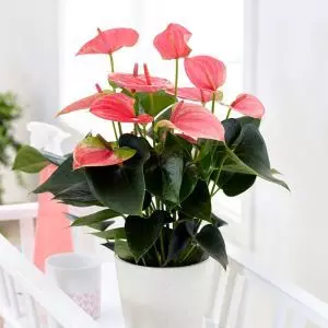 Anthurium Pink Champion 14 cm