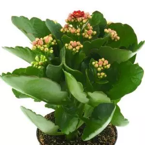 Kalanchoe blossfeldiana rouge