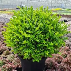 Lonicera Nitida Green Breeze 12 cm