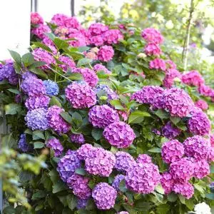 Hydrangea macrophylla rose (Hortensia)