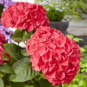 Hydrangea macrophylla Hi Fire