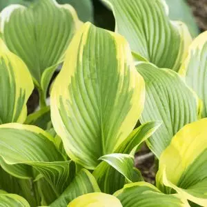 Hosta montana Aureomarginata(Tea at Betty)