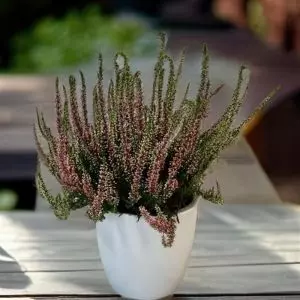 Calluna vulgaris Mix 13 cm