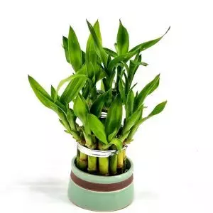 Dracaena Lucky Bamboo