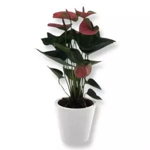 Anthurium Pink Champion 12 cm