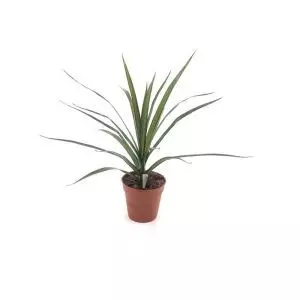 Dracaena marginata 9 cm