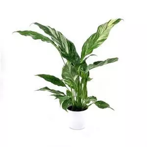 Spathiphyllum Diamond