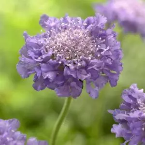 Scabiosa Butterfly Blue