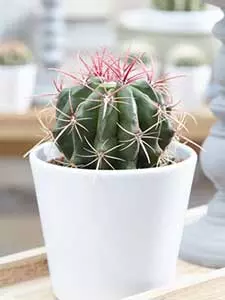 Ferocactus