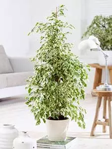 Ficus