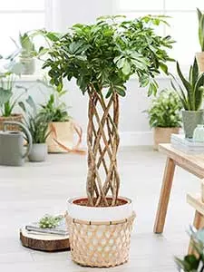 Schefflera